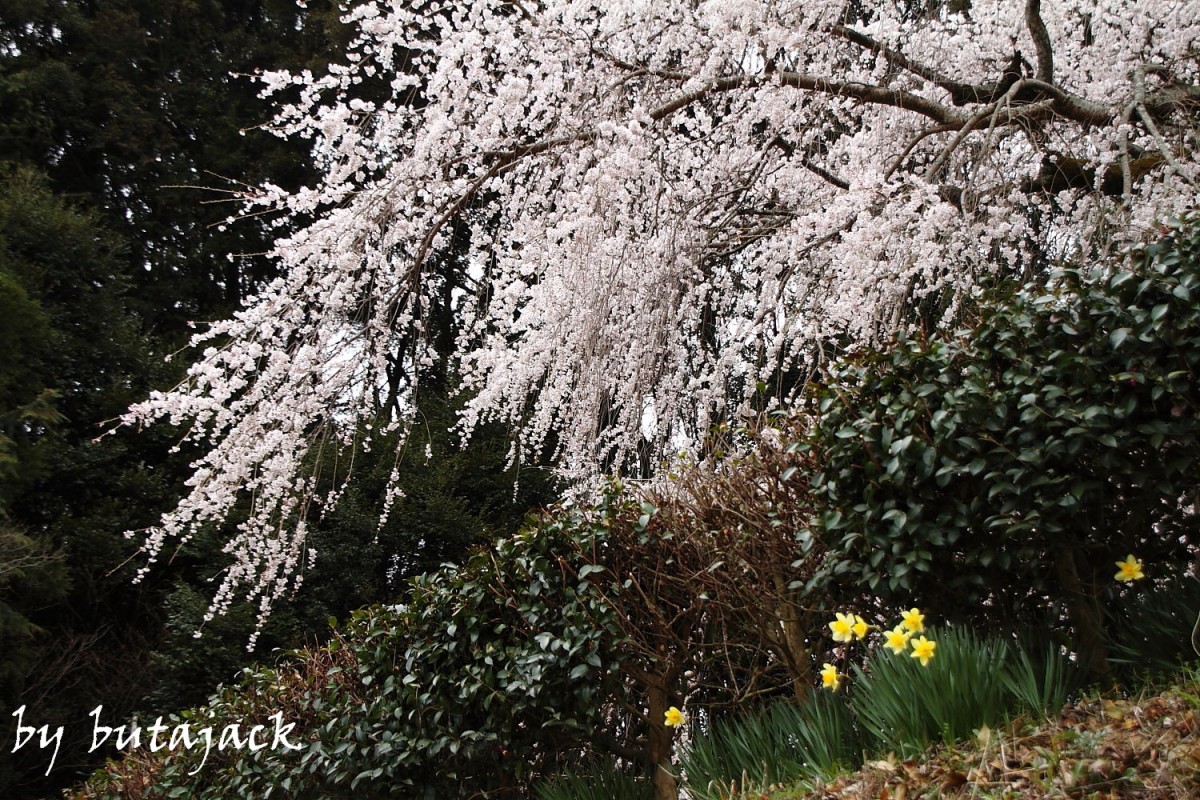 奥山田のしだれ桜・・・_e0220828_23344076.jpg