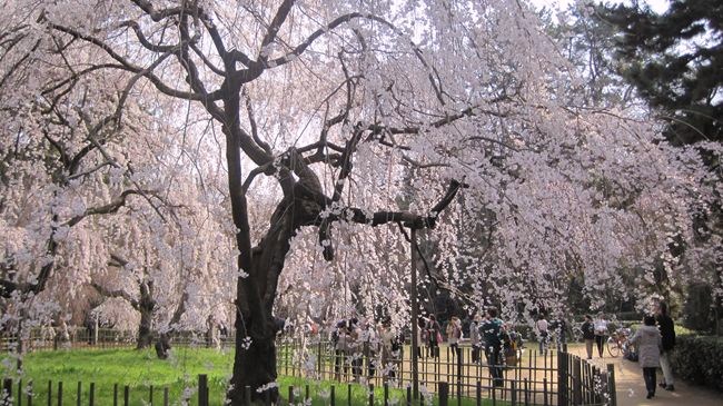 近衛の桜　　　　　　　　　京都市_b0180433_1401510.jpg