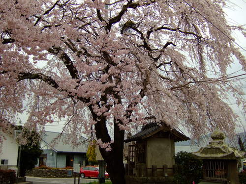 竹田桜巡り。_c0038334_21173053.jpg