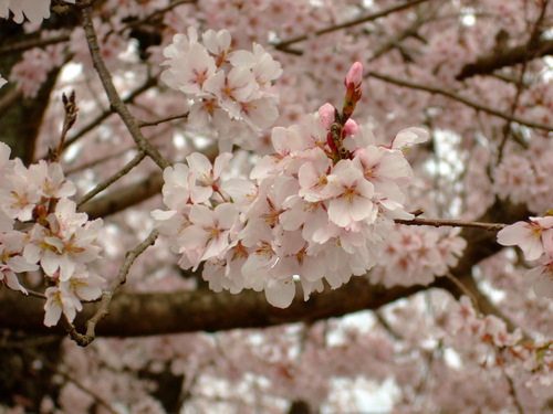 竹田桜巡り。_c0038334_21181269.jpg