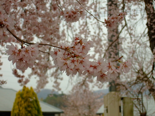 竹田桜巡り。_c0038334_21182426.jpg