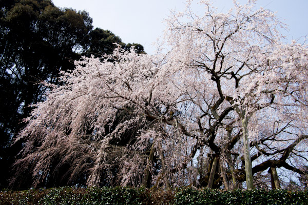 奥山田のしだれ桜_f0032137_17141396.jpg