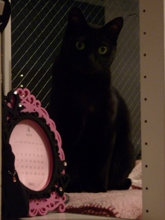 模様替え猫 のぇる編。_a0143140_23435724.jpg