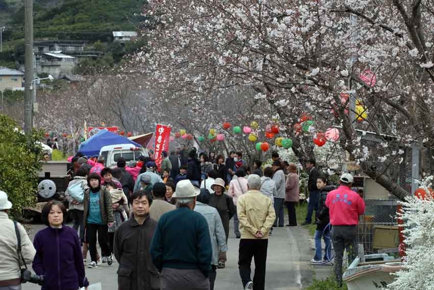 勝浦「桜まつり」と「ひな人形」♪_d0058941_20114961.jpg