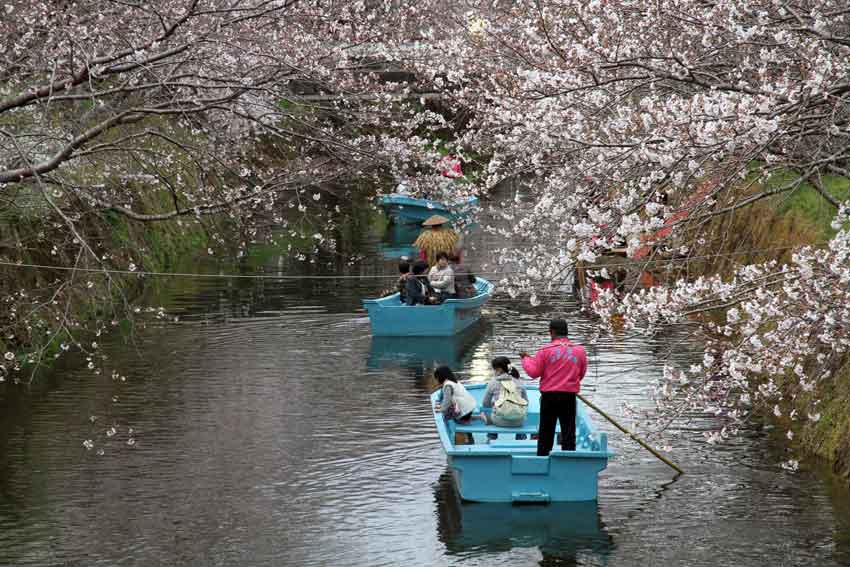 勝浦「桜まつり」と「ひな人形」♪_d0058941_204352.jpg