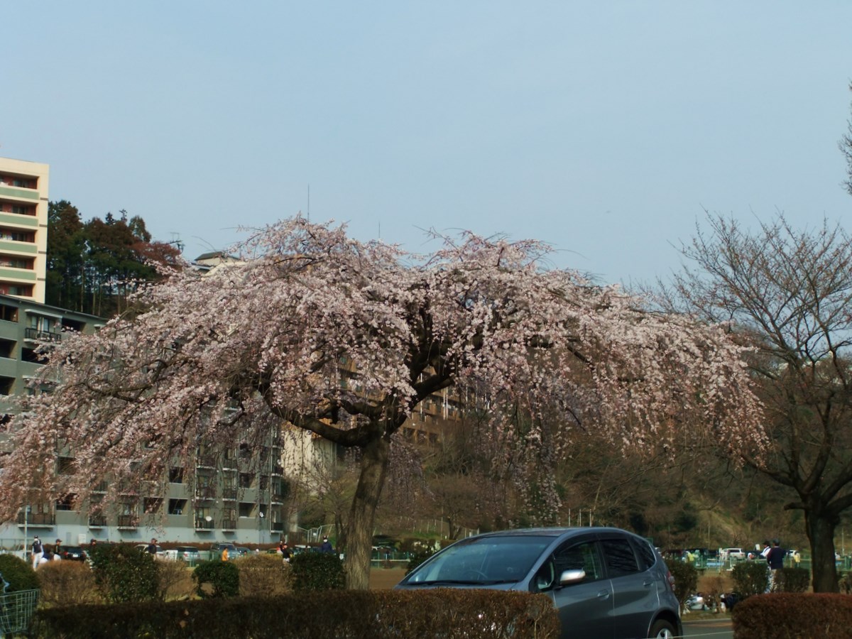 桜咲き始めました！_e0206242_18535383.jpg