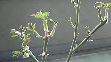 新芽_e0227942_14512091.jpg