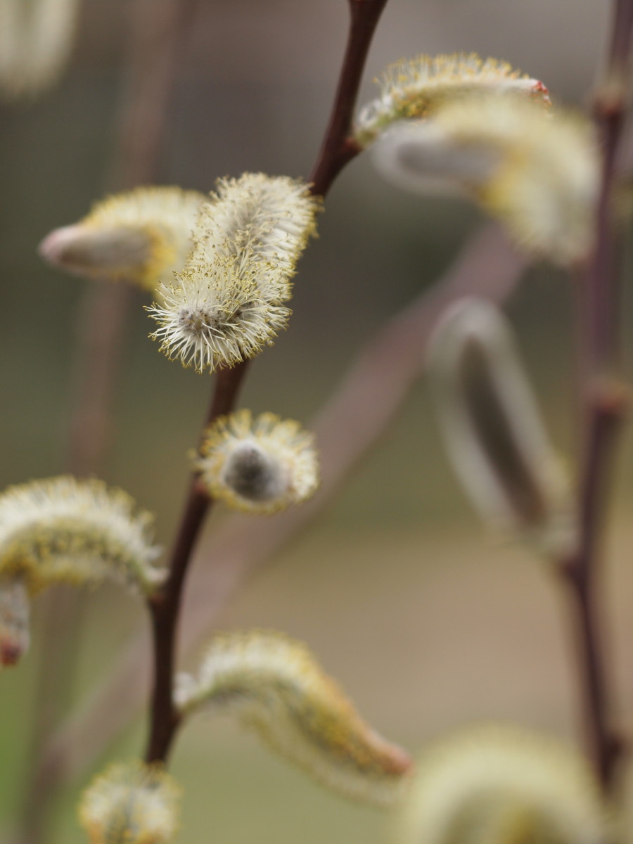 赤塚植物園・春－1　　　029)_c0068050_23142611.jpg