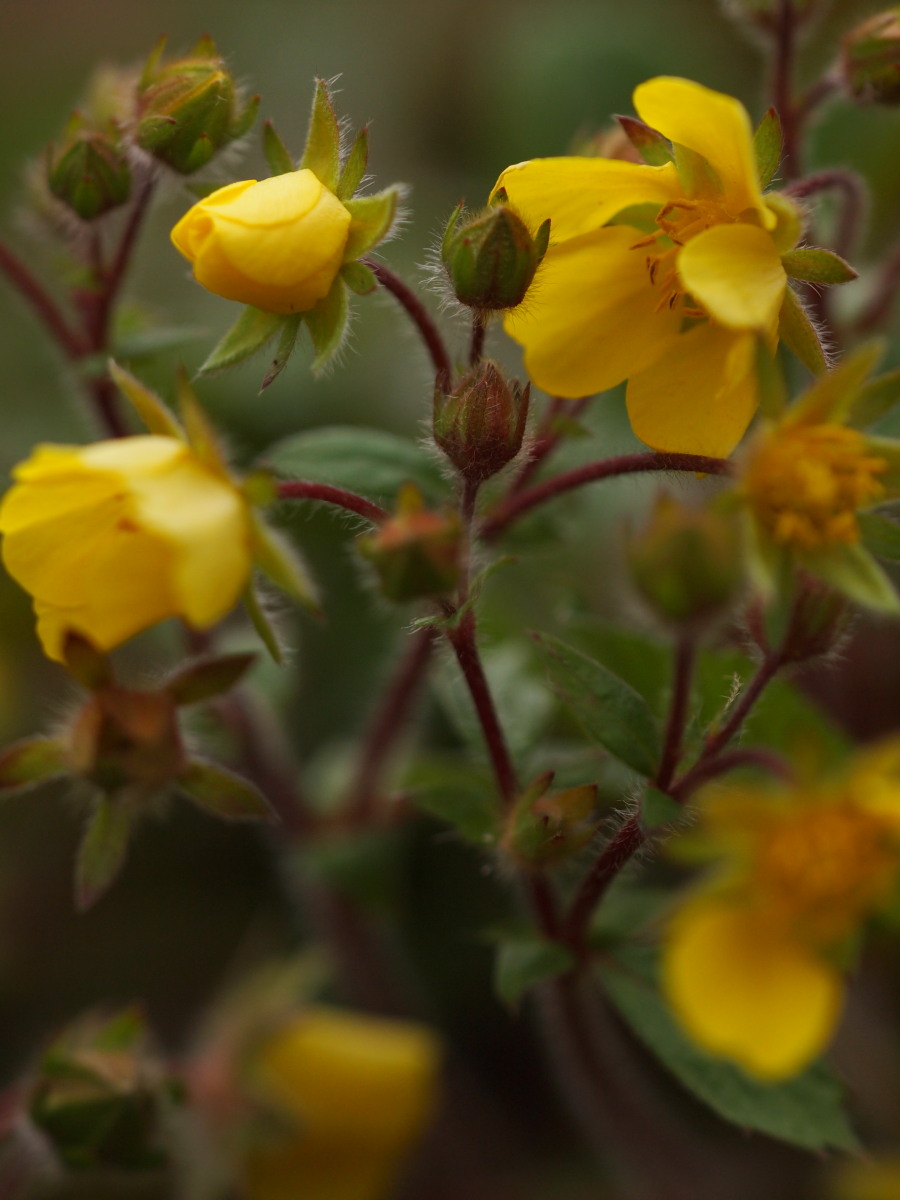 赤塚植物園・春－1　　　029)_c0068050_23163262.jpg