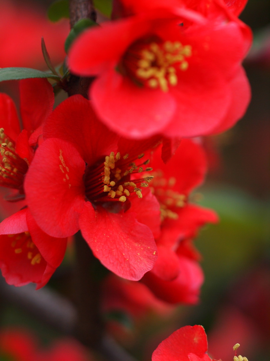 赤塚植物園・春－1　　　029)_c0068050_23165754.jpg