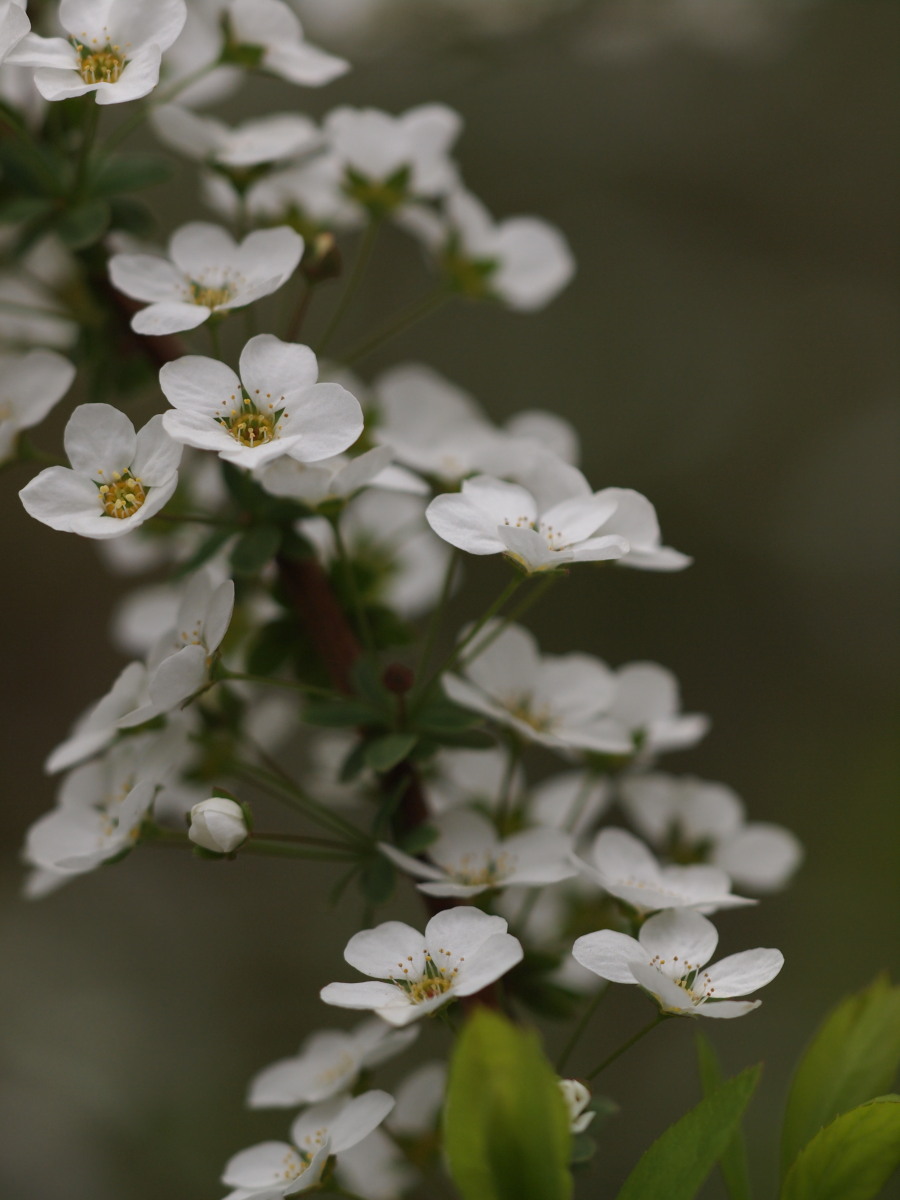 赤塚植物園・春－1　　　029)_c0068050_23201586.jpg