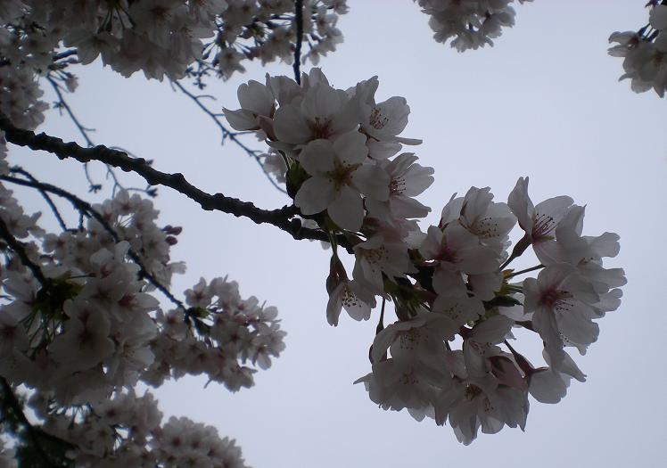 区役&衣装合わせ♪_b0115751_17282954.jpg