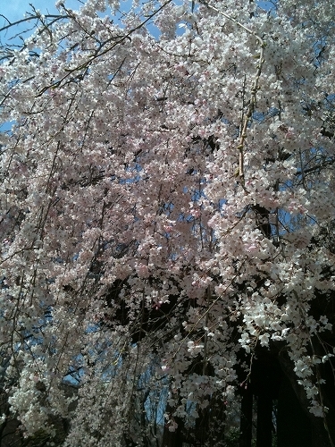 増上寺の枝垂桜_b0031055_152410.jpg