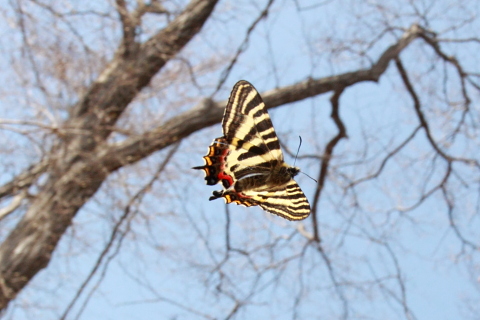 恒例、春の女神－ギフチョウ(2011/4/2)_d0176157_2264296.jpg