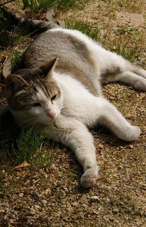 春のぽかぽか陽気に寛ぐ猫たち４題_b0063958_20255817.jpg