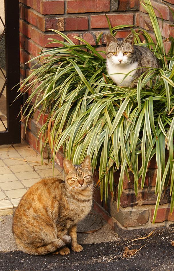 春のぽかぽか陽気に寛ぐ猫たち４題_b0063958_22565459.jpg