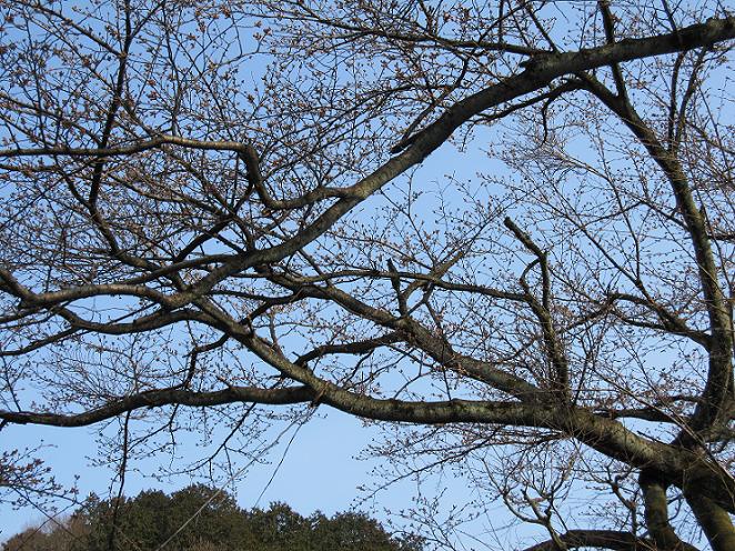 2011年4月3日　桜実況中継_c0078659_17335597.jpg