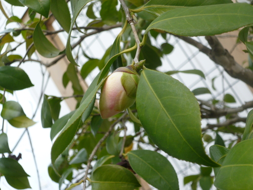 鴛鴦庵の植物その後_f0201959_13563914.jpg