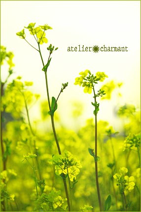 菜の花畑と花粉症 Atelier Charmant のボタニカル 水彩画ライフ