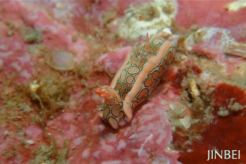 2011.04.02 Sat. みなべ・田辺_e0158261_77175.jpg