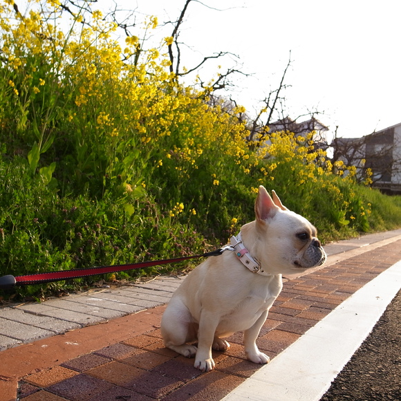 色とりどりの春～_c0081363_2016857.jpg