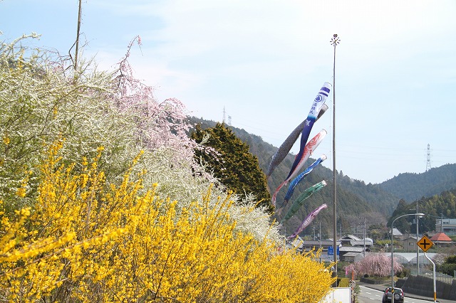 国道４３８号線を桜で彩る・神山_a0148866_22242887.jpg