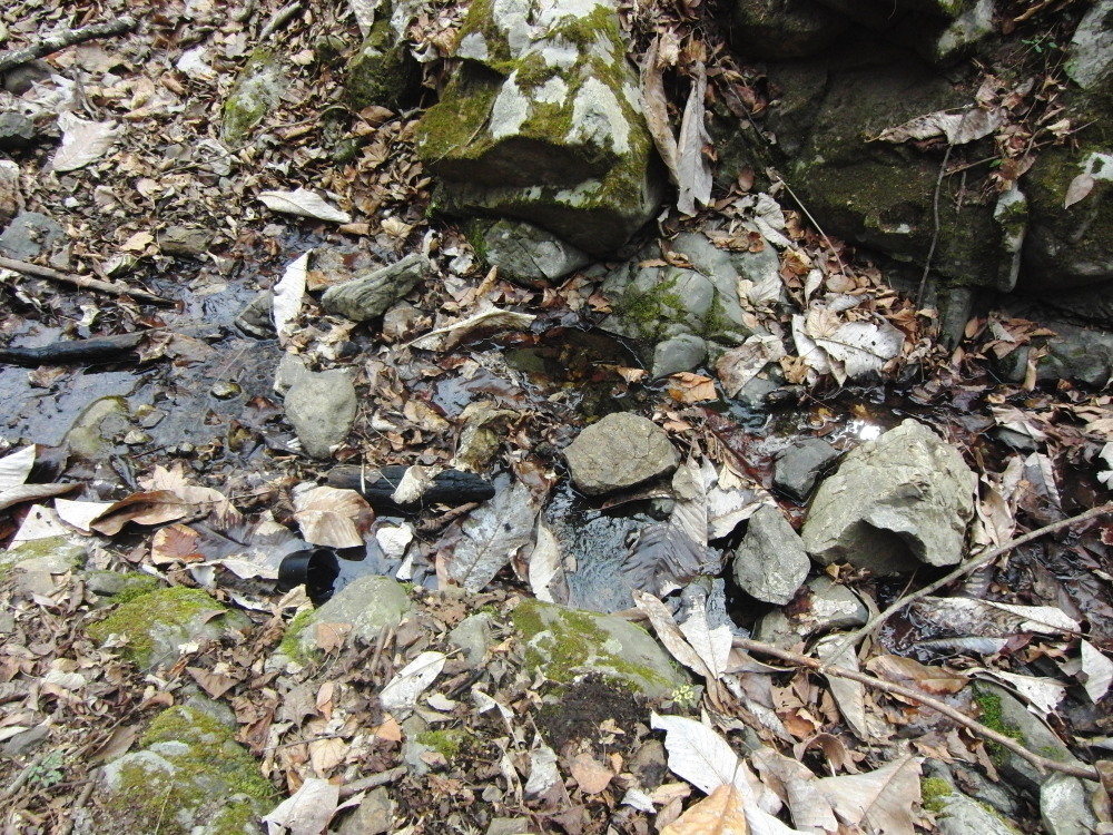 ギフチョウ　　何故か今季初撮に手が震え。　　2011.4.2神奈川県_a0146869_214536.jpg