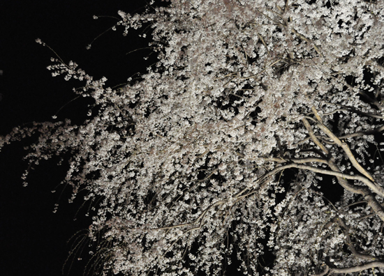 夜桜写真_e0171573_2348198.jpg