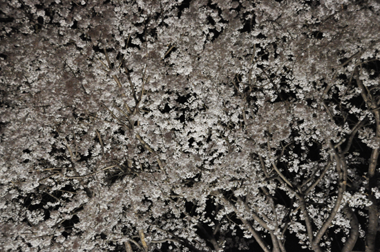 夜桜写真_e0171573_2348764.jpg