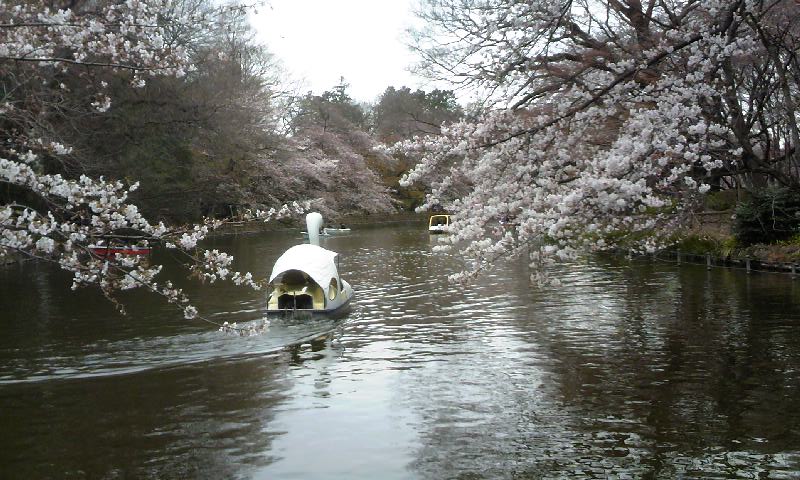 桜開花情報　①_e0212073_20161872.jpg