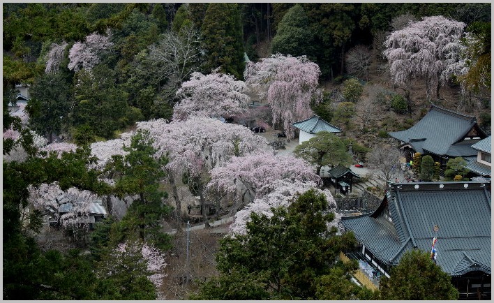 　☆　身延山久遠寺の枝垂桜　☆　_f0181173_23592442.jpg