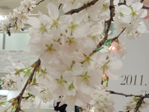 桜の季節_d0160074_23371537.jpg