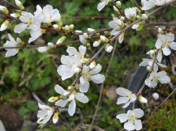 白ユスラウメの花と赤ユスラウメの花_f0018078_1891999.jpg