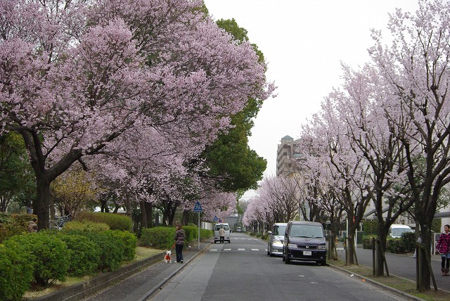 桜が咲いた_f0169884_16333320.jpg