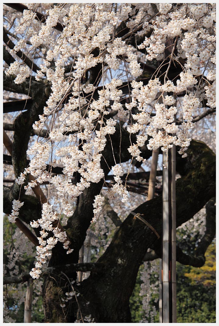 行福寺の枝垂れ桜_e0207391_16175147.jpg