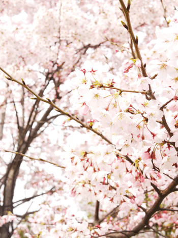 a0150193_203983.gif