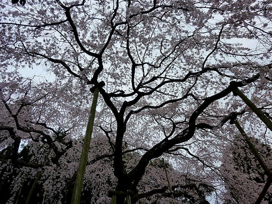 虚空蔵山と波佐見の枝垂桜_b0177493_17294573.jpg