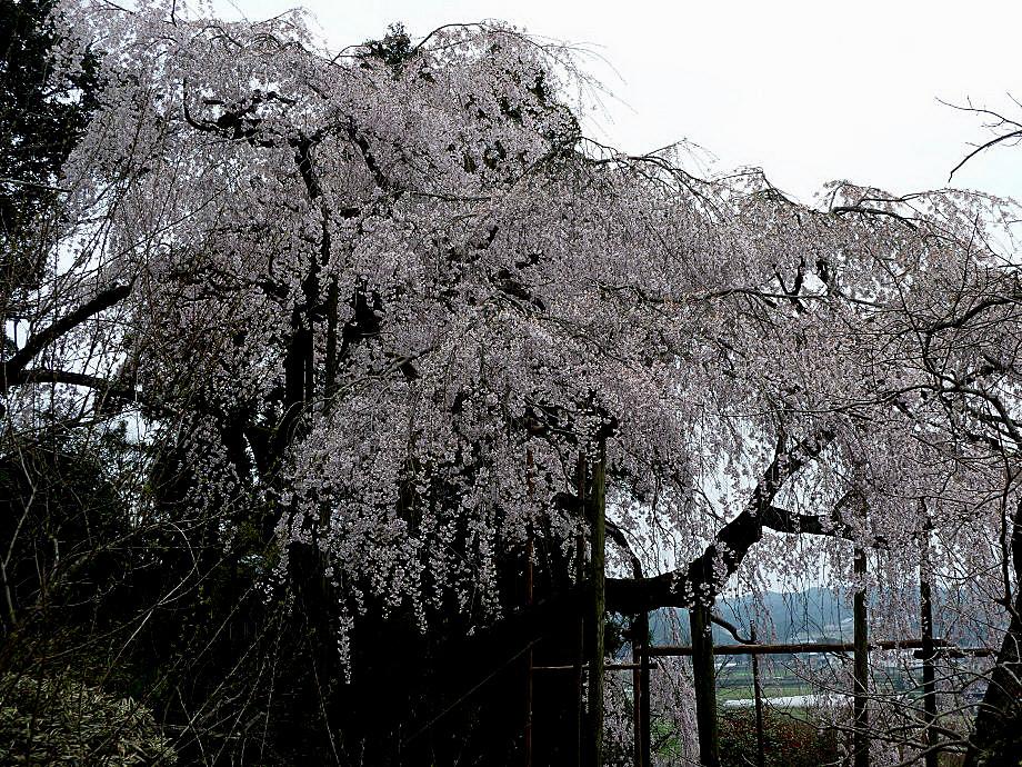 虚空蔵山と波佐見の枝垂桜_b0177493_17305498.jpg