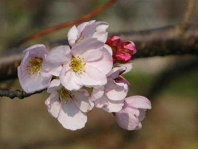 f0181394_174394.jpg
