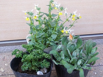 今年の花壇_b0213795_21121429.jpg