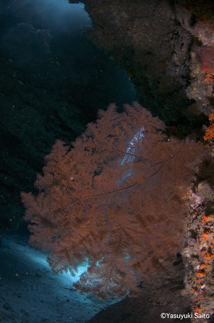 e0150695_655666.jpg