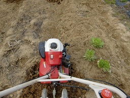 c0187298_2372476.jpg