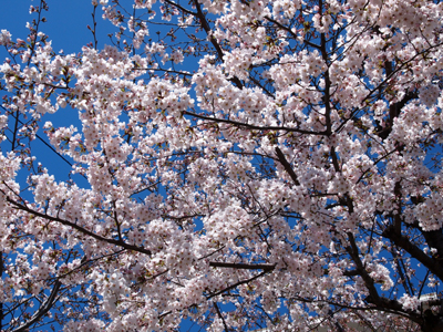 通りの桜です。_d0113901_15224218.jpg