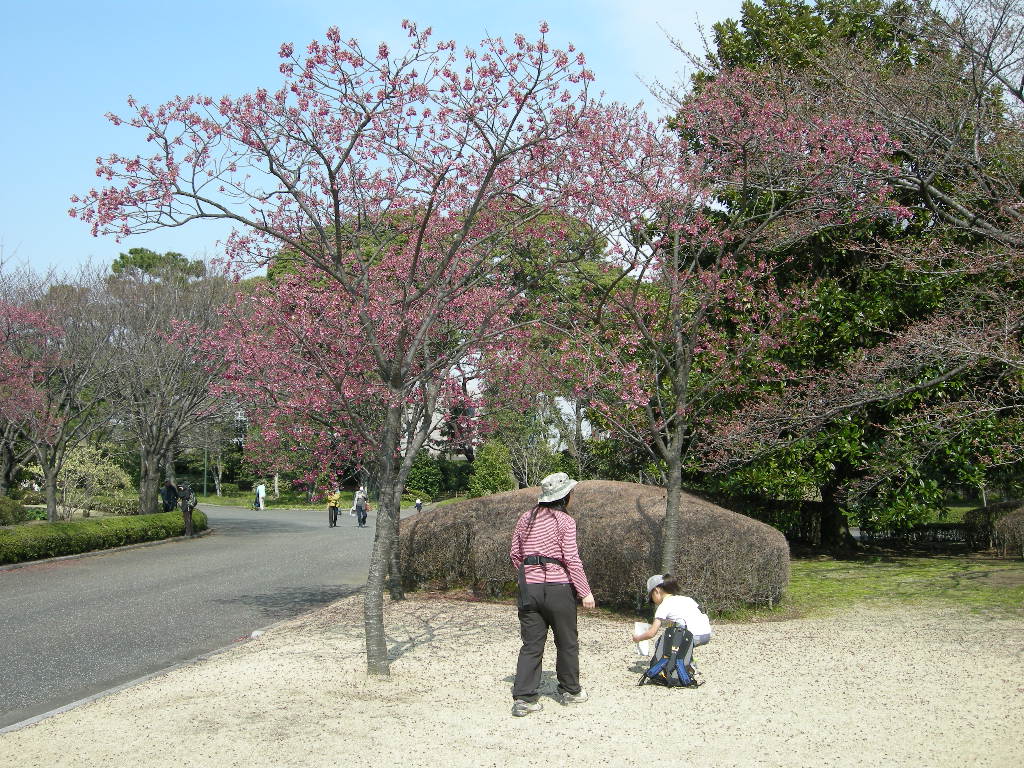 東京花見散歩　その２_a0158802_23335722.jpg