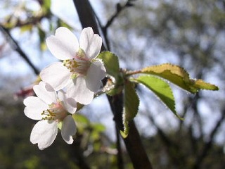 c0187004_11484217.jpg