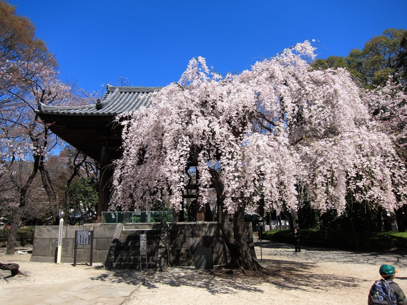 永遠の桜の木になろう～ ♪_f0126505_22465437.jpg