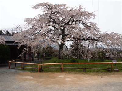 西の京　山口　萩へ☆_f0236607_136732.jpg