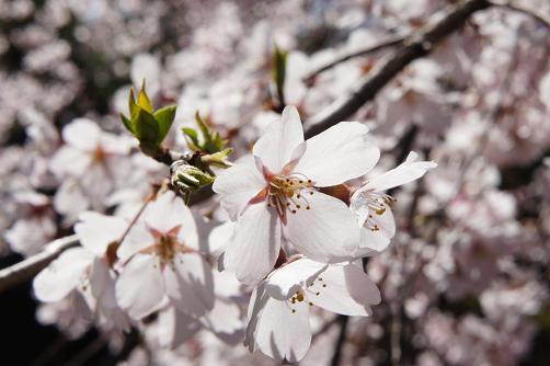 満開の枝垂れ桜@六義園_b0112909_18115292.jpg