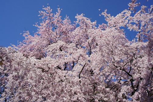 満開の枝垂れ桜@六義園_b0112909_1883987.jpg