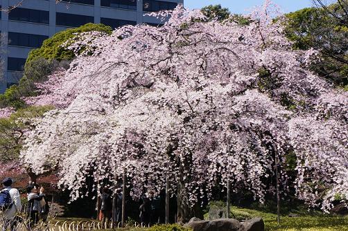 満開の枝垂れ桜@小石川後楽園_b0112909_23125643.jpg